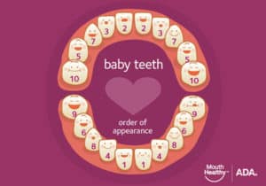 what age and order do baby teeth come in